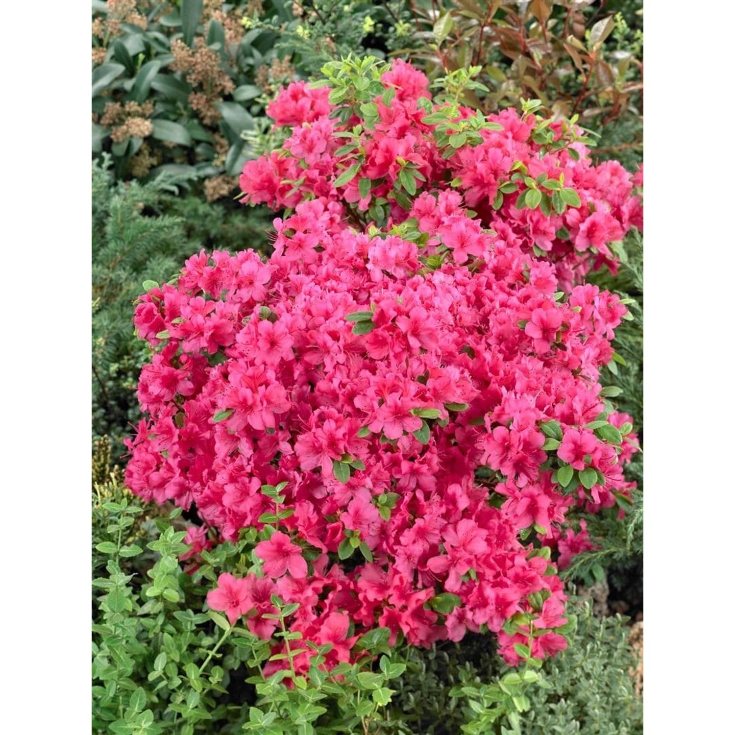 Rhododendron Obtusum Änne Azalee Rosa Blüten 20–25 cm günstig online kaufen