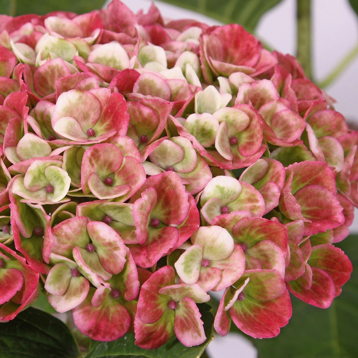Ballhortensie Magical Revolution Rosa Höhe ca. 50 - 60 cm Topf ca. 5 l günstig online kaufen
