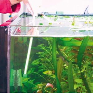 JBL Blanki Set: Aquarium Scheibenreiniger im Einsatz zur Algenentfernung.