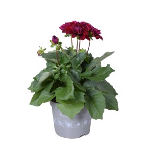 Dahlie 'Dahlietta Patty' im Topf mit dunkelroten Blüten, ca. 25-30 cm hoch.