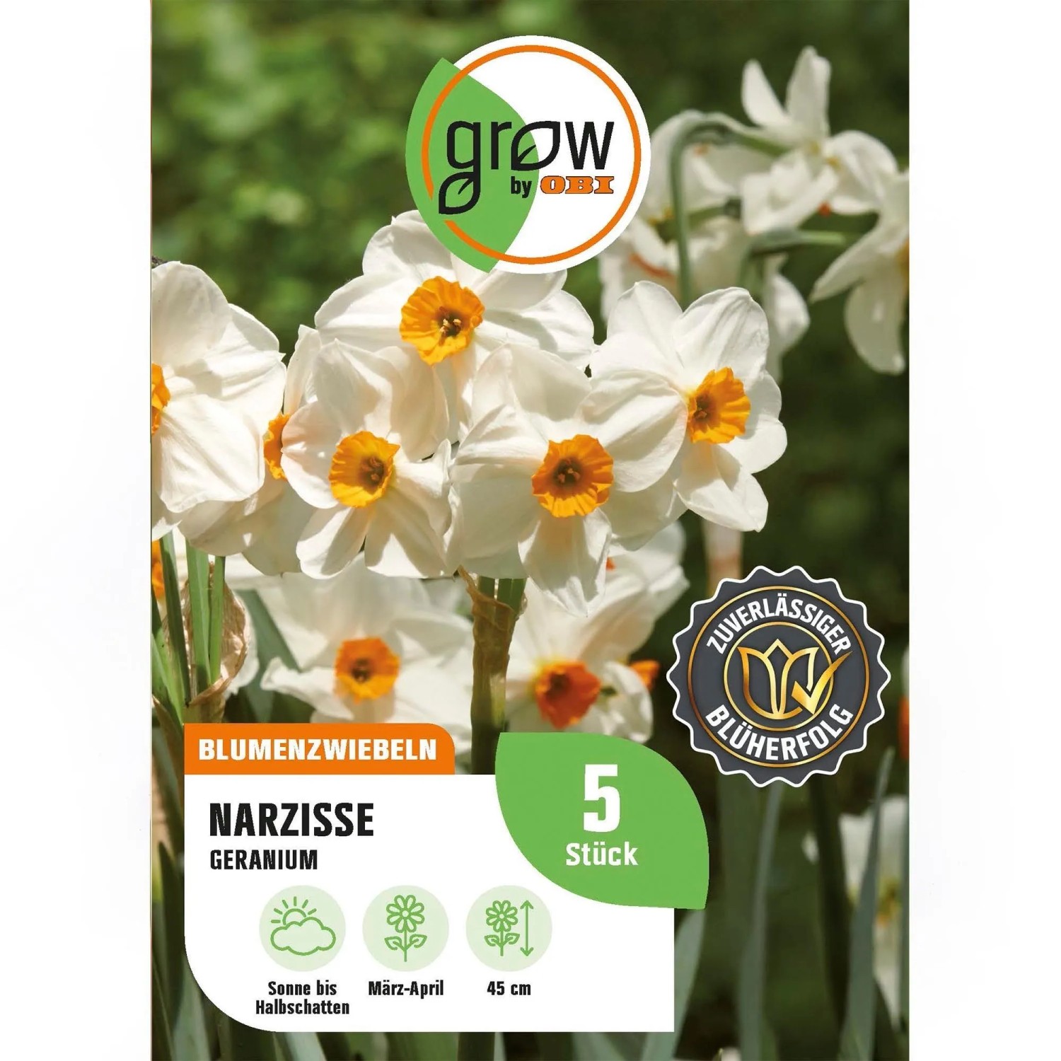 GROW by OBI Narzisse Geranium Creme 5 Stück Narcissus split corona Shrike