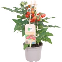 Salat Gemüsepflanzen online kaufen bei OBI
