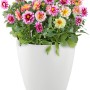Weißes Lechuza Classico Color Pflanzgefäß (Ø 59cm) mit bunten Dahlien.