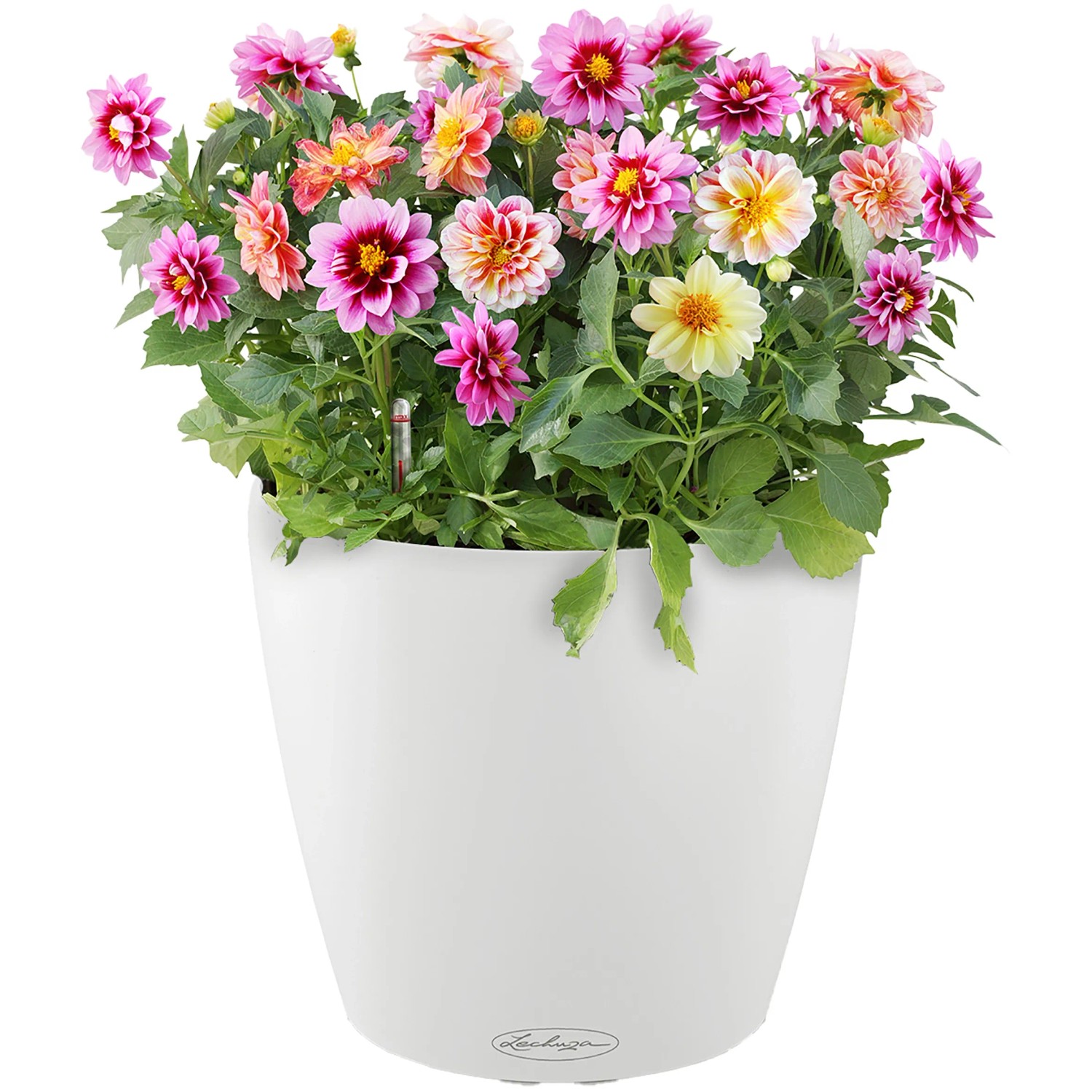 Weißes Lechuza Classico Color Pflanzgefäß (Ø 59cm) mit bunten Dahlien.