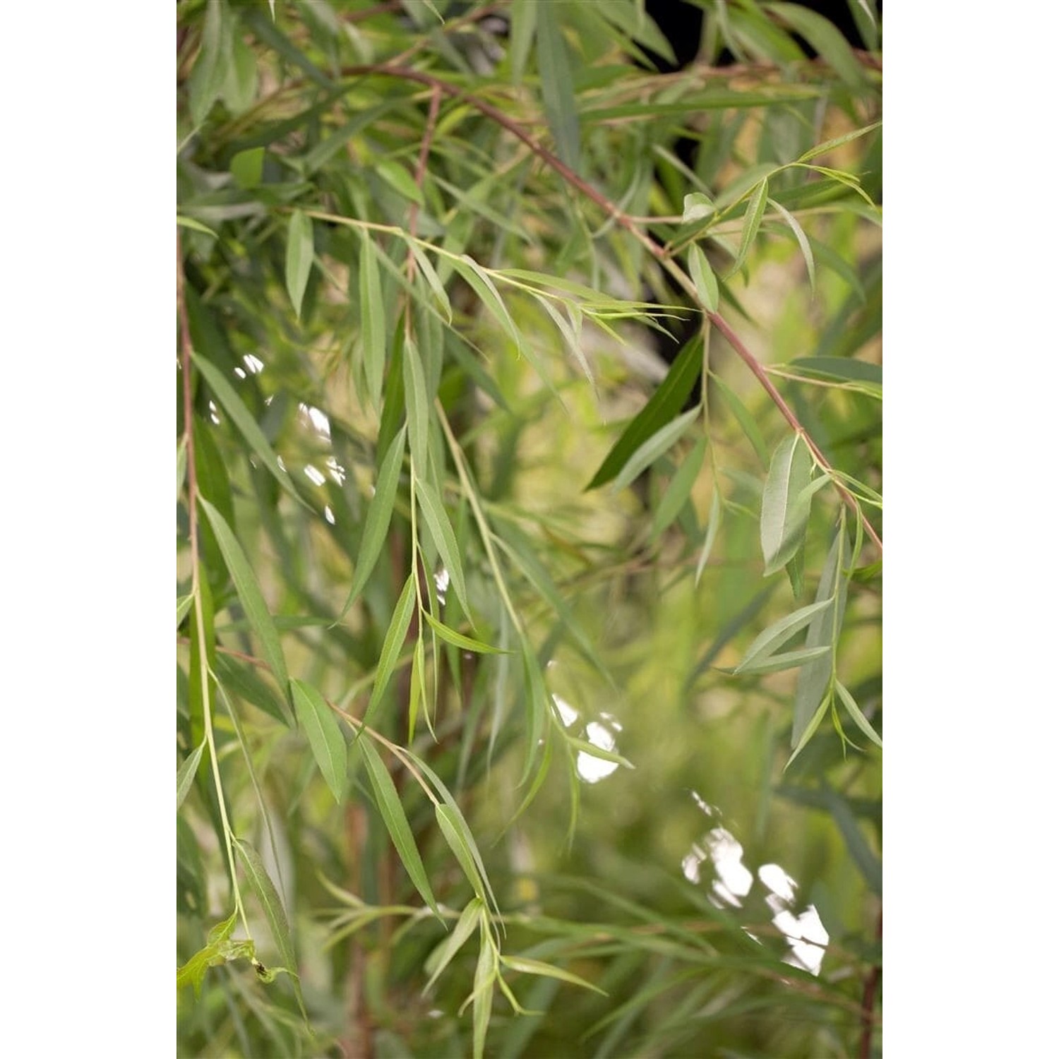 Salix Alba Tristis Trauerweide Gelbgrün 100–150 cm günstig online kaufen