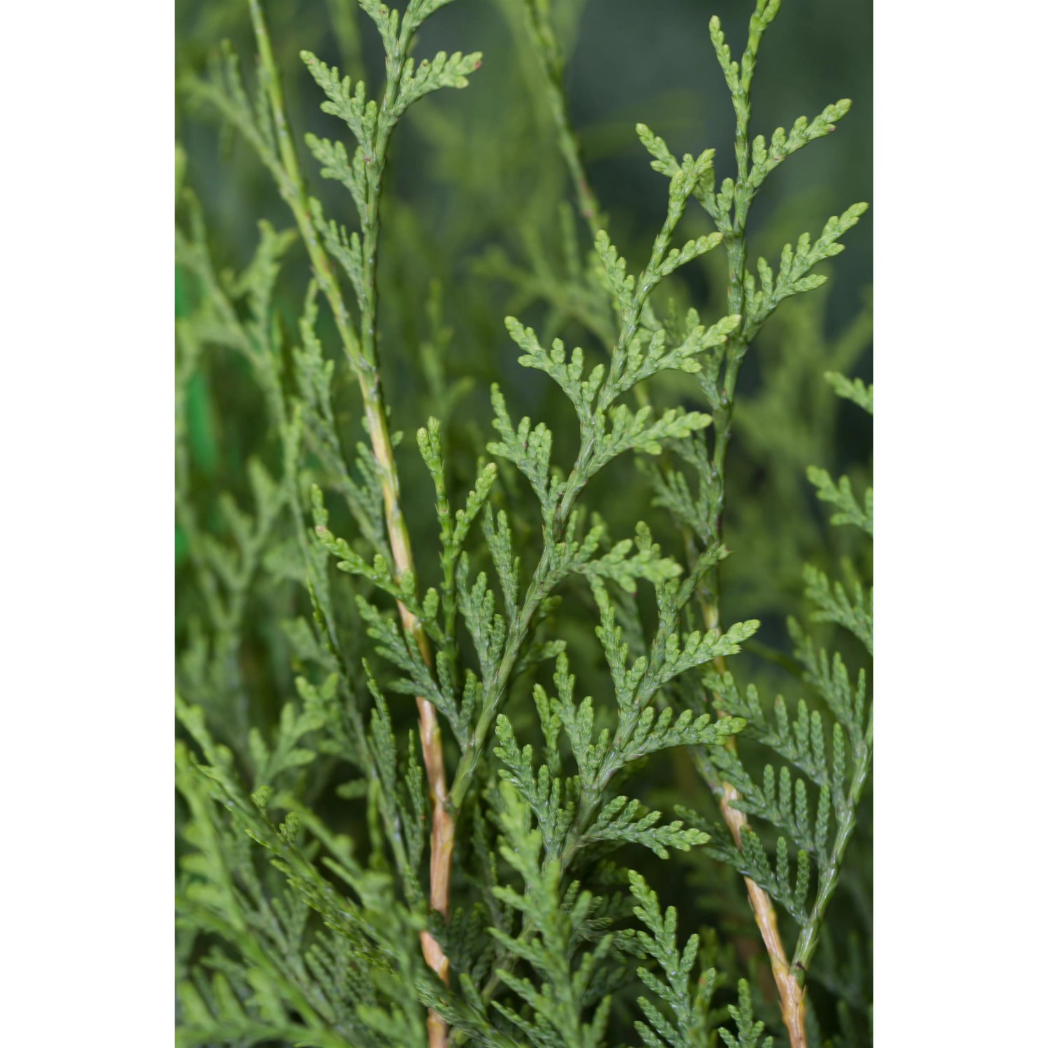 Detailaufnahme des grünen Lebensbaum Brabant (Thuja) für Hecken.