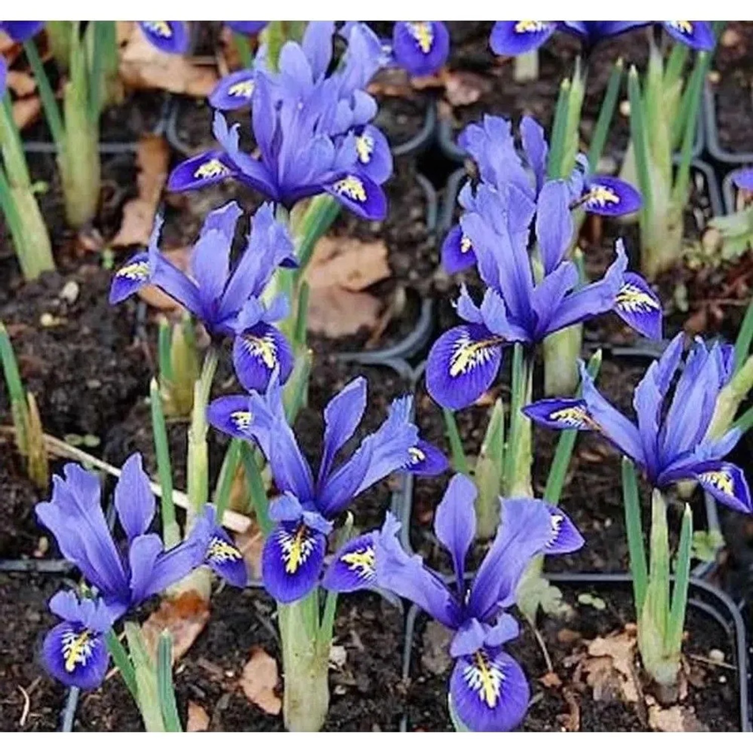 Winteriris Harmony - Iris reticulata