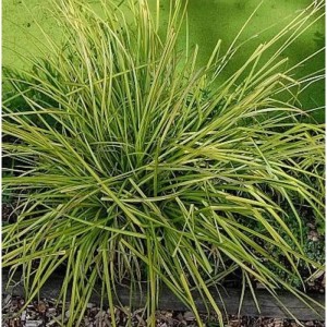 Steife Segge 'Bowles Golden' (Carex elata) mit gelb-grünen Blättern im Detail.