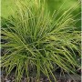 Steife Segge Bowles Golden - Carex elata_2