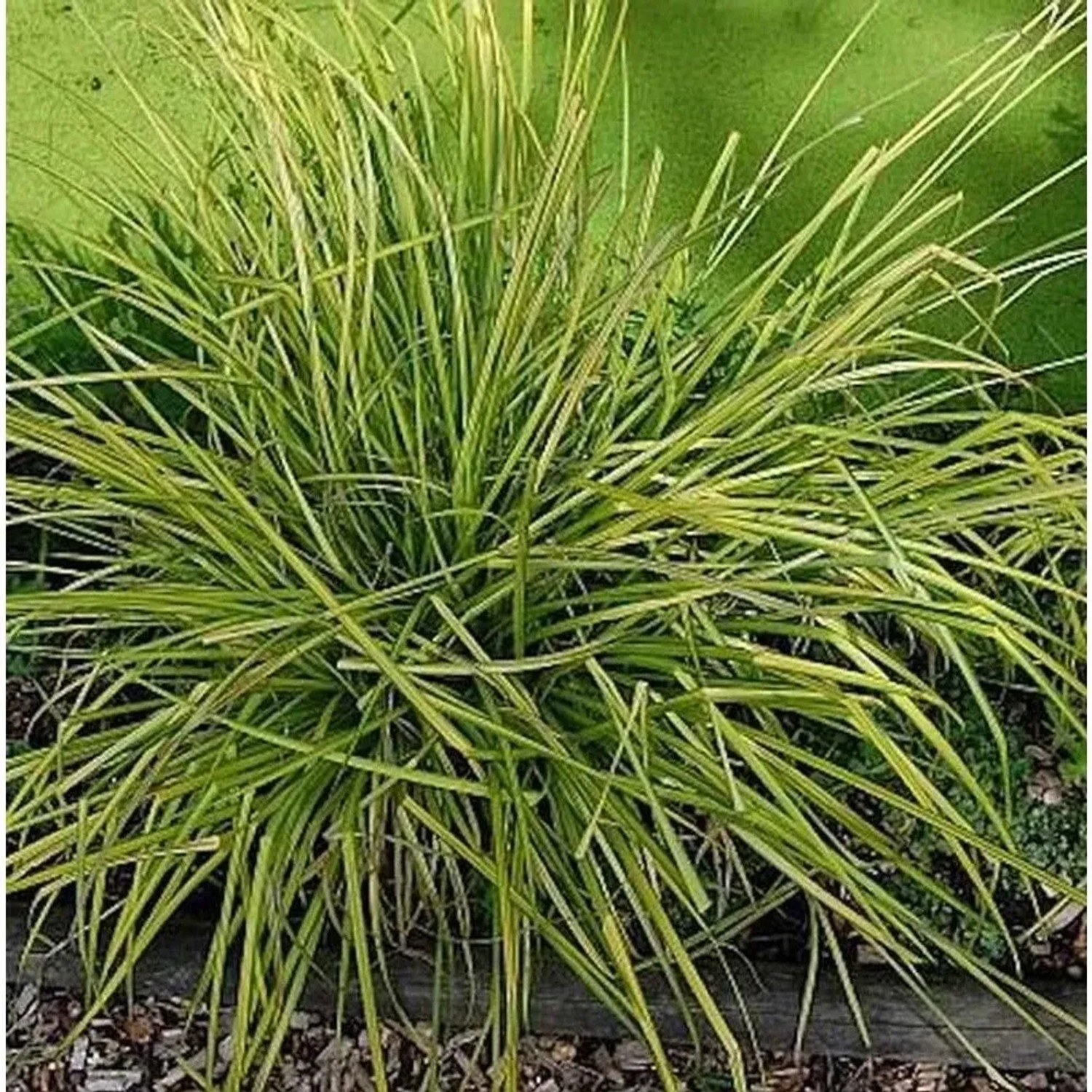 Steife Segge Bowles Golden - Carex elata_2