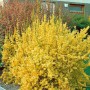 Forsythia Lynwood Gold, Goldglöckchen mit leuchtend gelben Blüten im Garten.