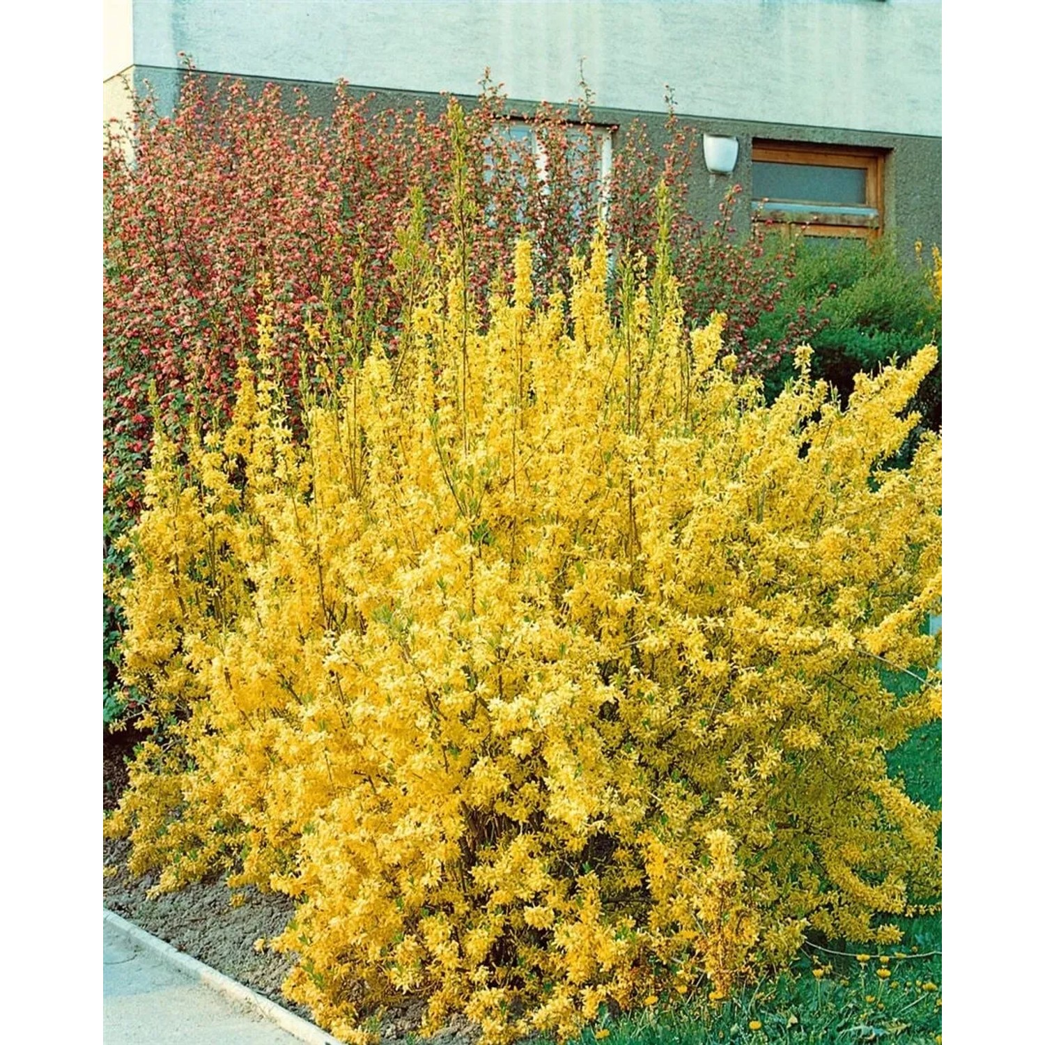 Forsythia Lynwood Gold, Goldglöckchen mit leuchtend gelben Blüten im Garten.