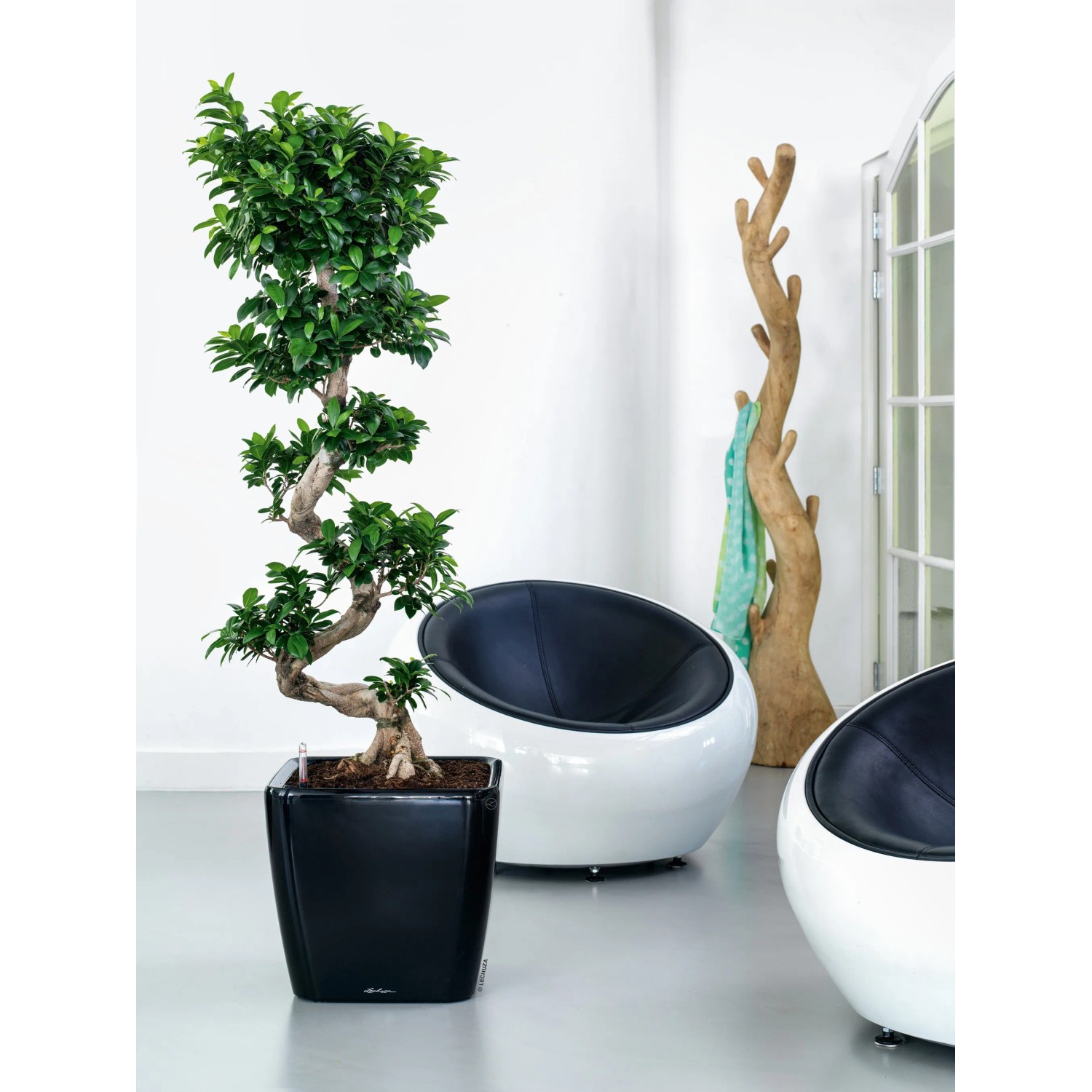 Schwarzer, hochglänzender Lechuza Quadro Premium LS Pflanzkübel mit Grünpflanze im Wohnraum.
