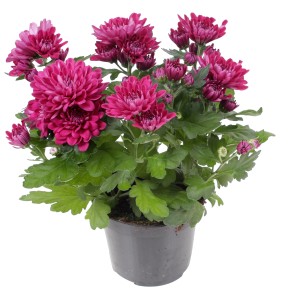 Lila, doppelblütige Chrysantheme im Topf, ca. 20-30 cm hoch.