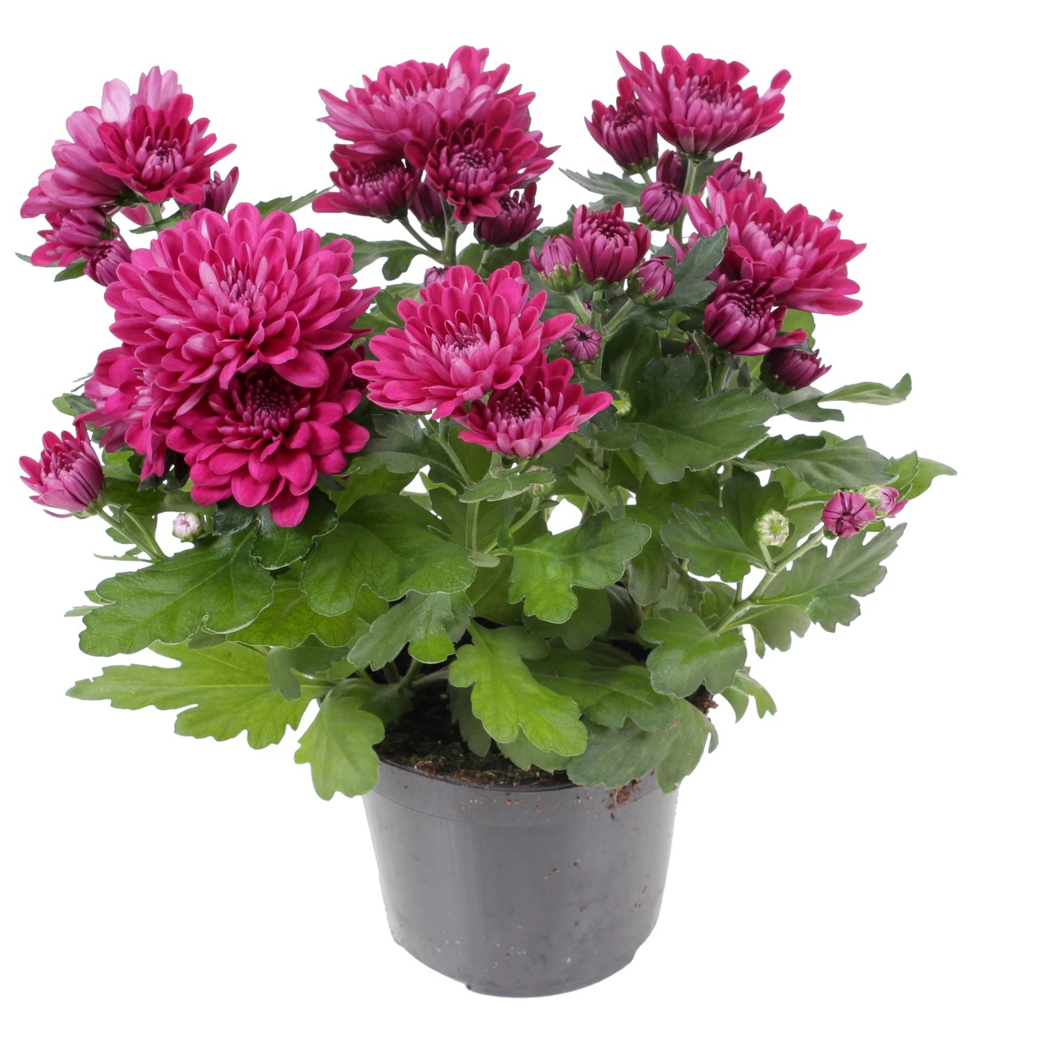 Chrysantheme Chrysanthemum indicum Lila doppelbltig 20-30 cm Hhe 12 cm  Topf- kaufen bei OBI