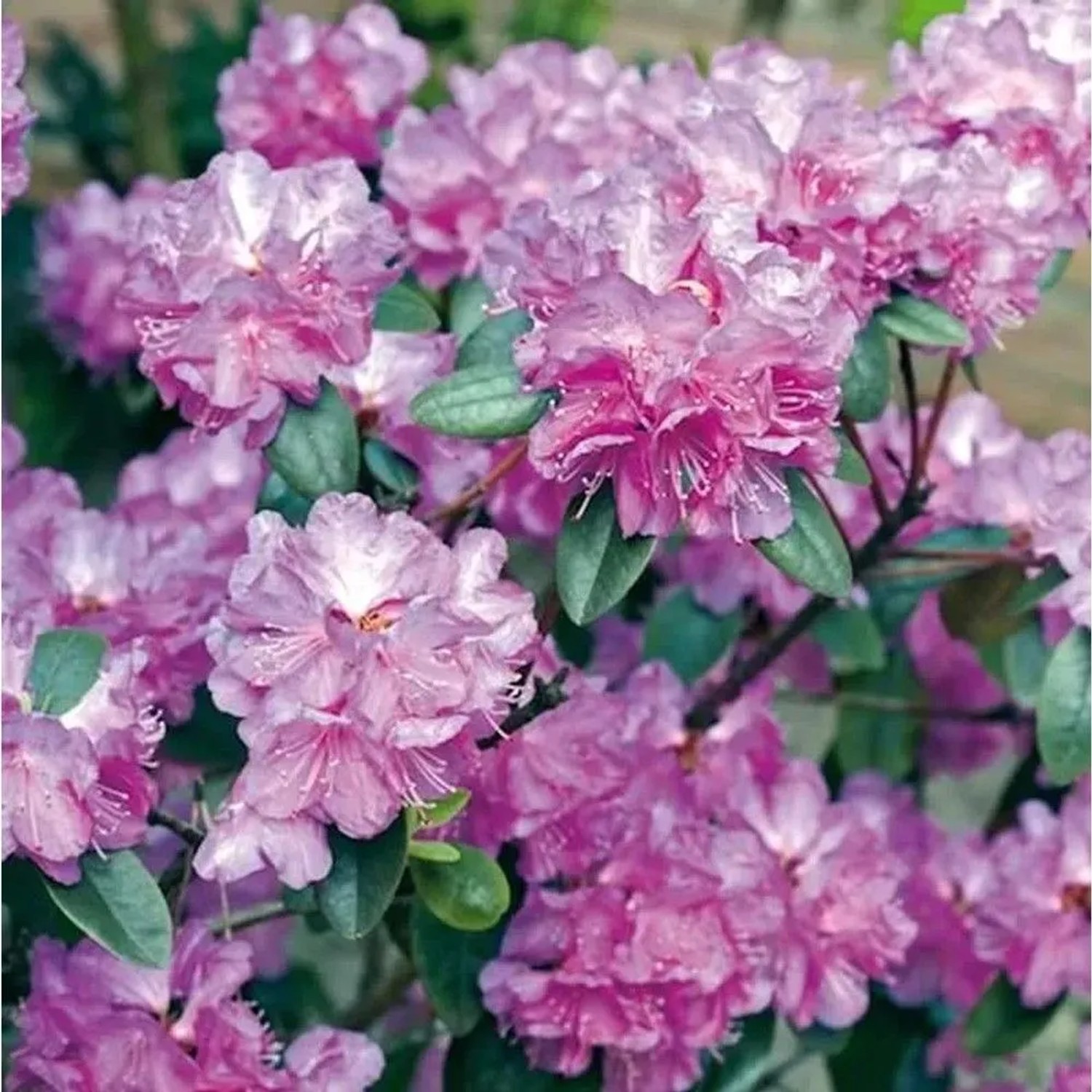 Zwerg Rhododendron P. J. Mezitt 30-40cm - Rhododendron impeditum - Zwerg Alpenrose