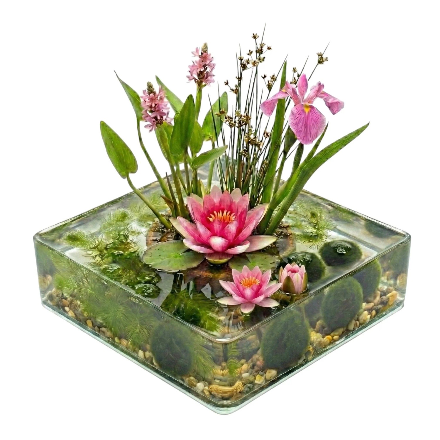 Vdvelde Mini Teich Komplettset Rosa 25 Bis 90L 11 Wasserpflanzen & Bakterien