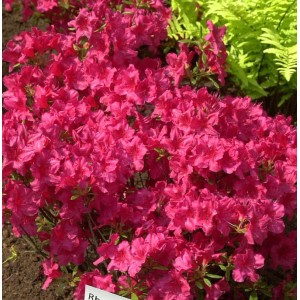 Japanische Azalee 'Georg Arends' mit leuchtend pinken Blüten, Zwerg Alpenrose im Garten.