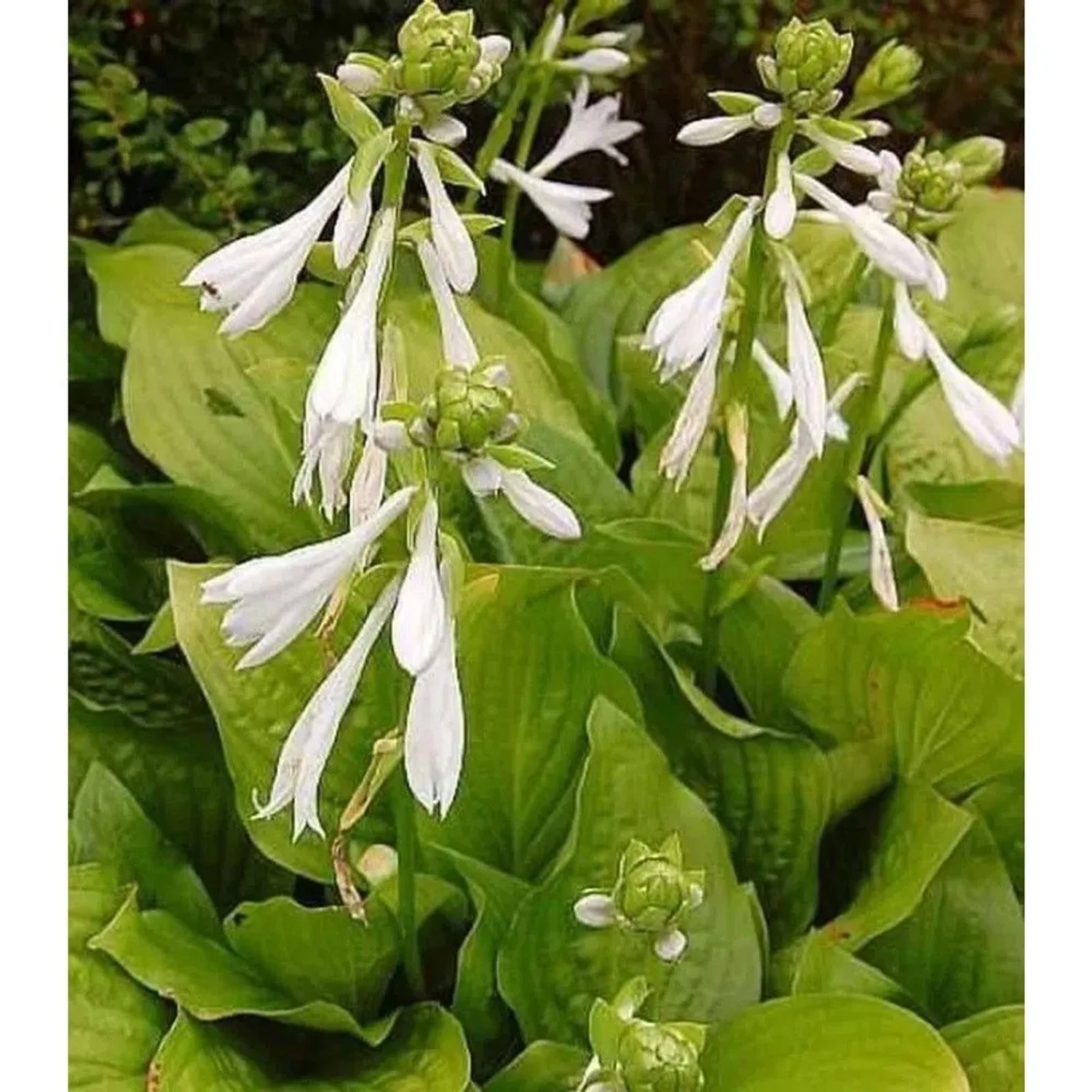 Grünblattfunkie Royal Standard - Hosta plantaginea