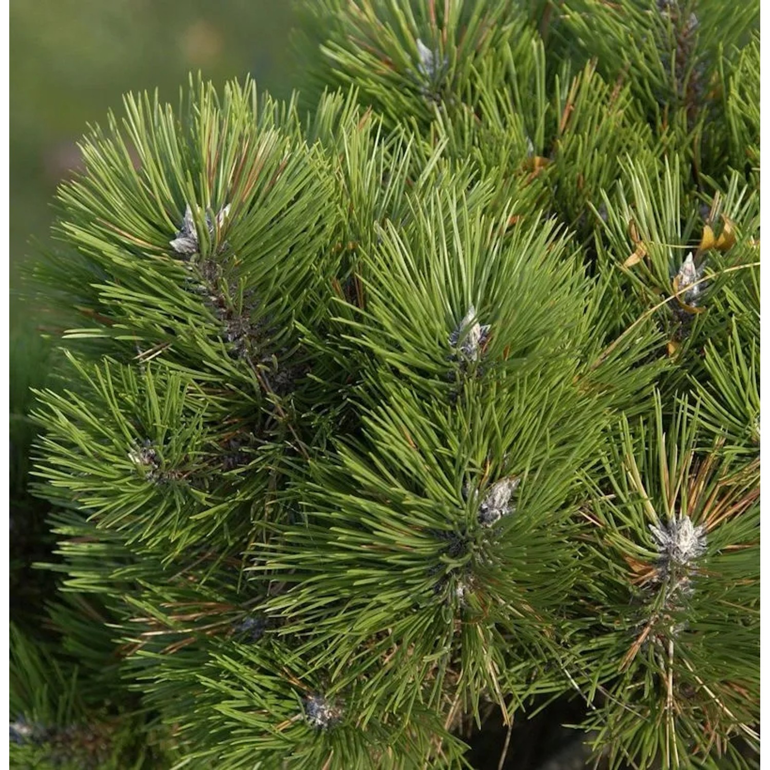 Zwerg Schwarzkiefer Helga 25-30cm - Pinus nigra