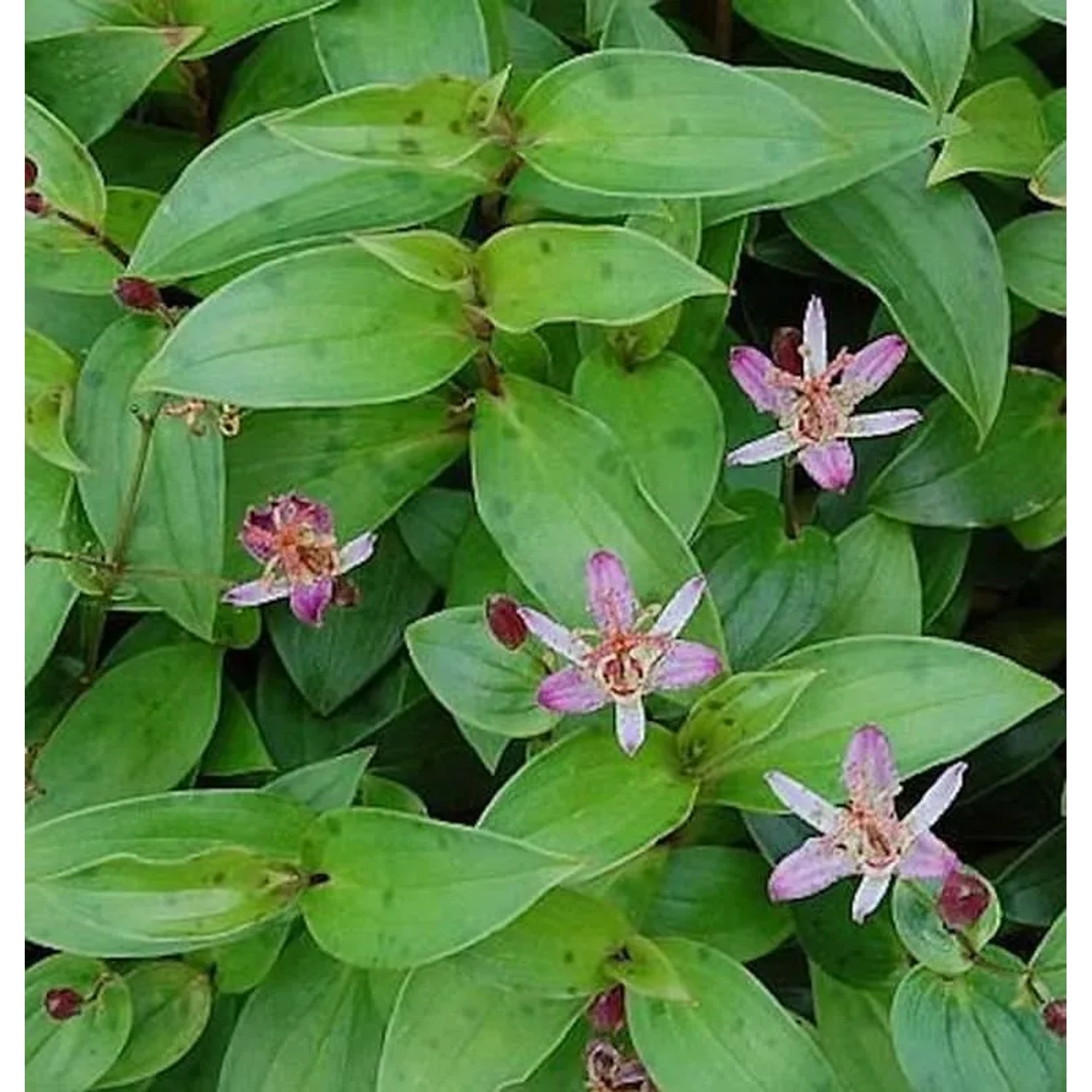 Krötenlilie Taiwan Adbane - Tricyrtis hirta
