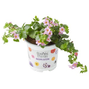 Wasserhyazinthe 'Bacopa Sutera' im Topf, Farbmix mit rosa Blüten und grünen Blättern.