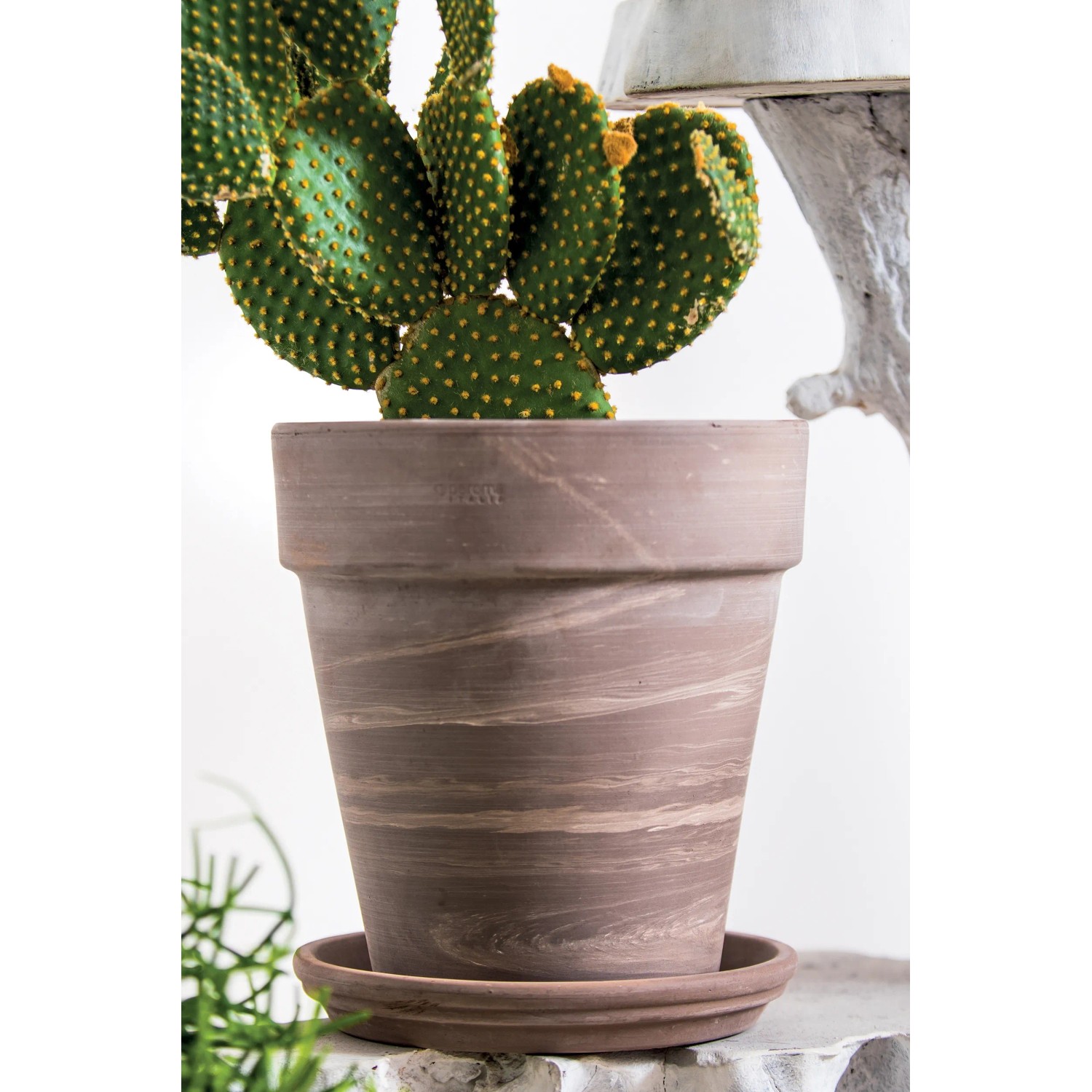 Deroma Pflanztopf Alto Duo, Ø 26 cm, graphit-weiß gestreift, mit Kaktus bepflanzt.