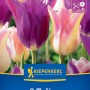 Kiepenkerl Tulpen Mix Countryside 8 Stück. Violette und cremefarbene Tulpenblüten mit rosa Akzenten.