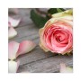 Motiv Rosa Rose auf Banjado Schlüsselkasten Glas 30x30cm mit 50 Haken.