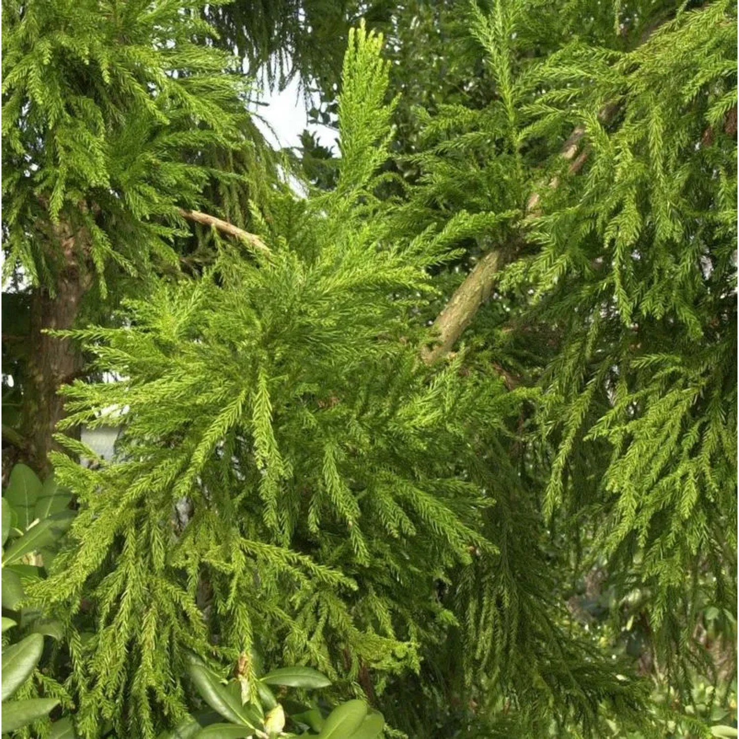 Hahnenkamm Sicheltanne Cristata 60-80cm - Cryptomeria japonica