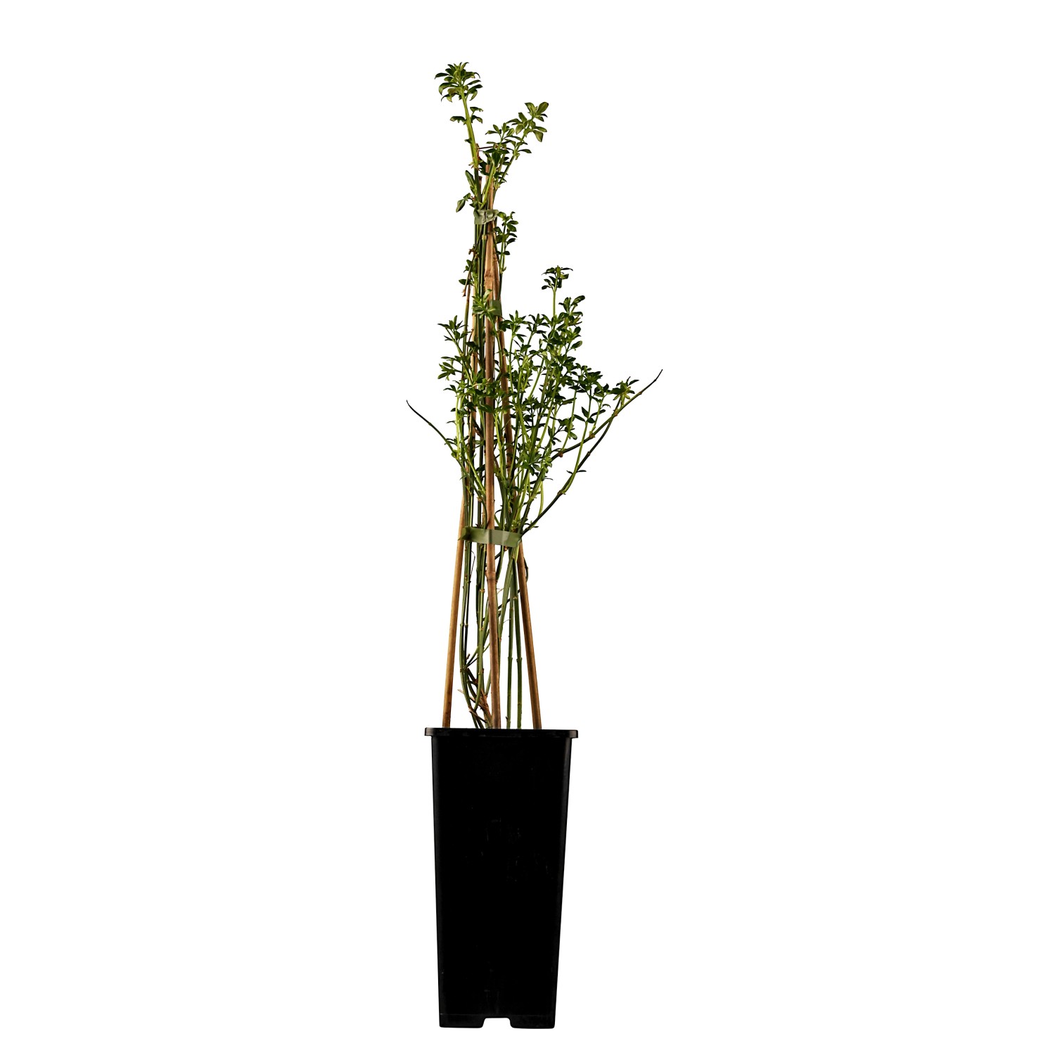 Winter-Jasmin Gelb Höhe ca. 30 - 40 cm Topf ca. 2 l Jasminum