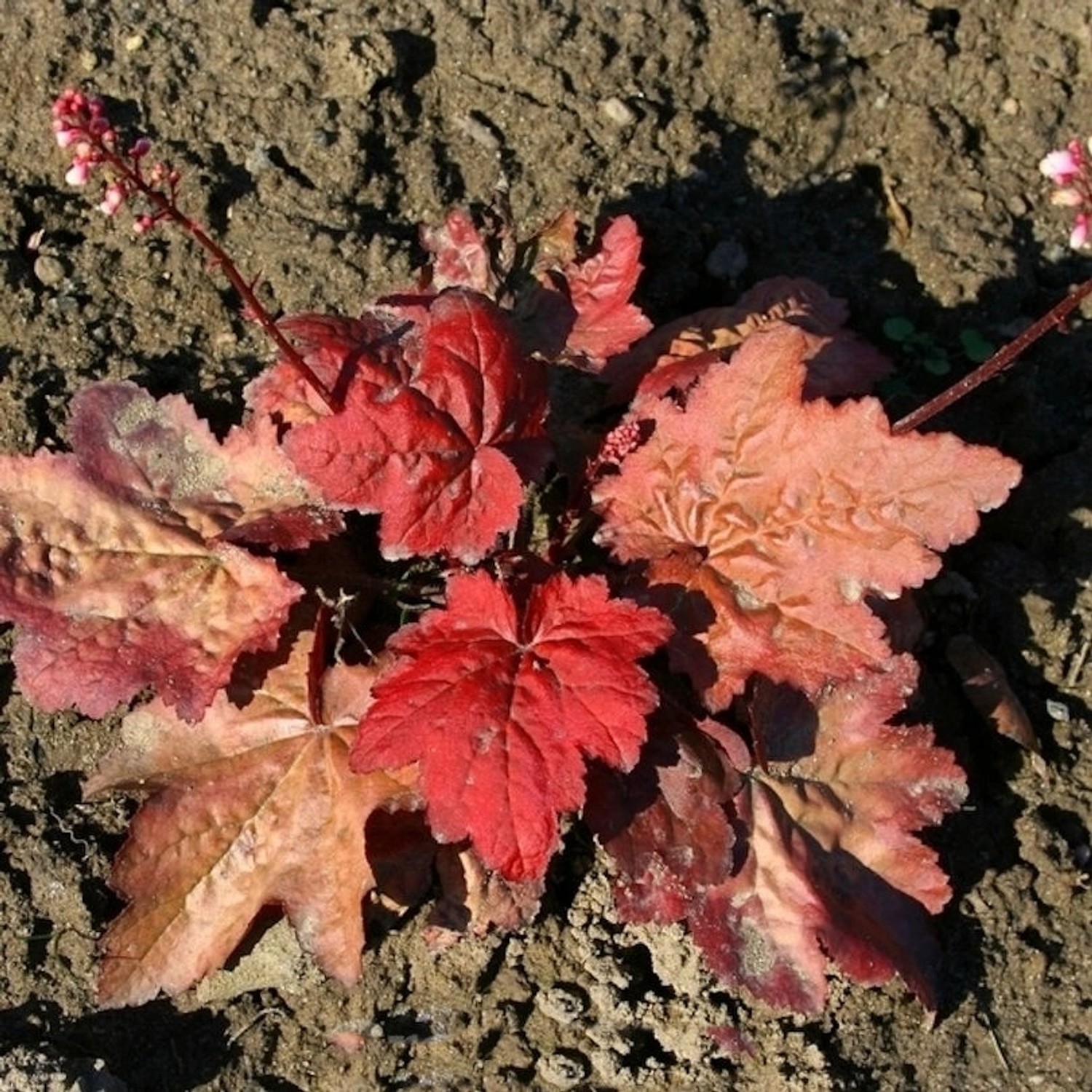 Purpurglöckchen Autumn Leaves - Heuchera micrantha günstig online kaufen