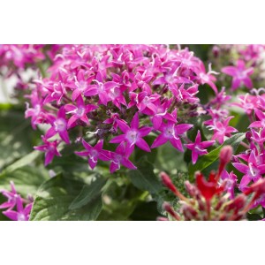 Rosa GROW by OBI Fünfzahlstrauch ''BeeBright Pink'' mit sternförmigen Blüten.