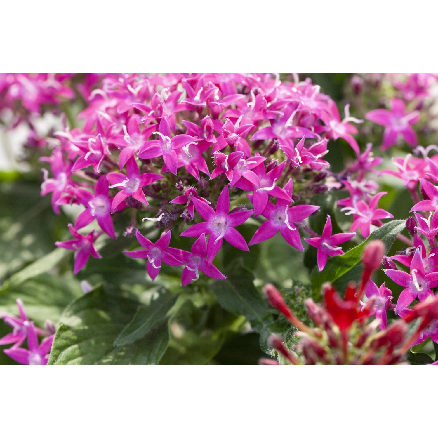 Rosa GROW by OBI Fünfzahlstrauch ''BeeBright Pink'' mit sternförmigen Blüten.