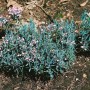 Blaugrüne Lavendelheide 'Blue Ice' (Andromeda polifolia) mit zarten rosa Blüten im Beet.