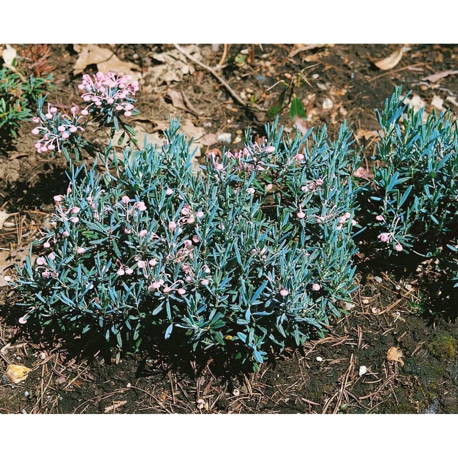 Blaugrüne Lavendelheide 'Blue Ice' (Andromeda polifolia) mit zarten rosa Blüten im Beet.