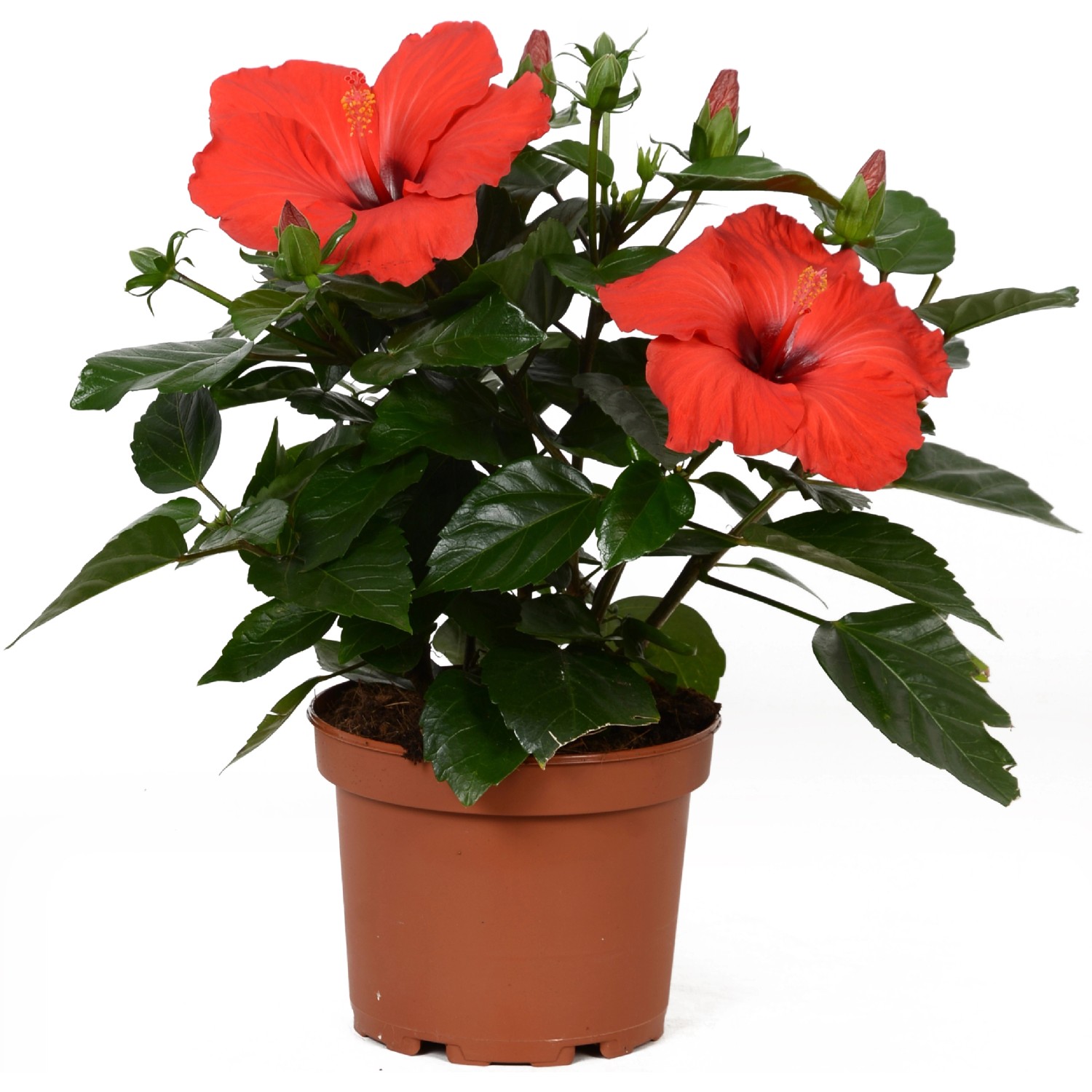 GROW by OBI Roseneibisch HibisQs Rot Topf Ø ca. 13 cm Hibiscus Rosa