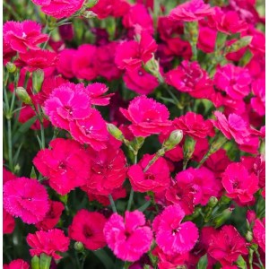 Nahaufnahme der Whatfield Magenta Federnelke (Dianthus plumarius) mit pinkfarbenen Blüten.