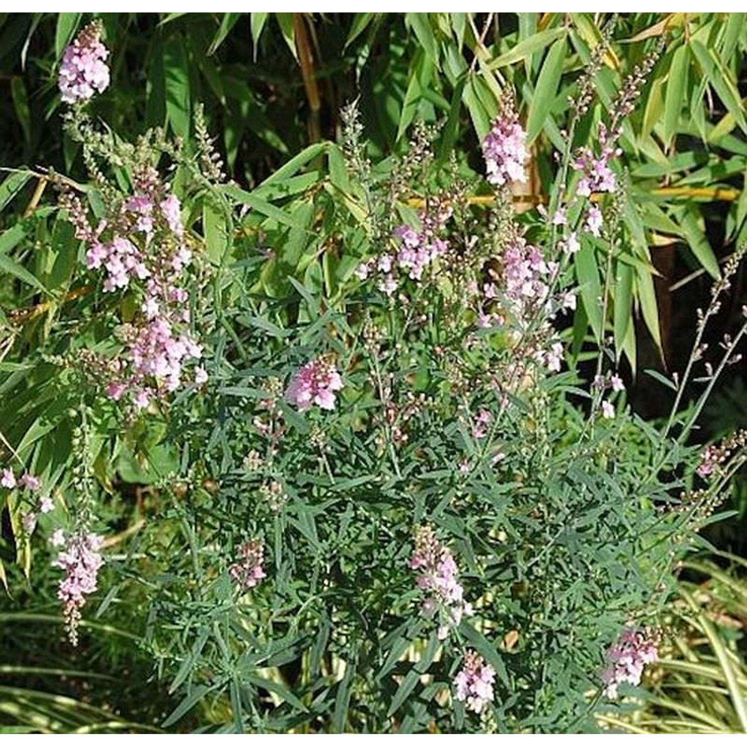 Italienisches Leinkraut Canon J. Want - Linaria purpurea günstig online kaufen