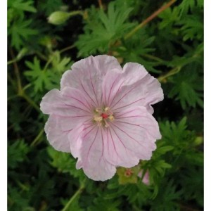 Nahaufnahme einer hellrosa Blüte des Storchenschnabels Pink Summer (Geranium sanguineum).
