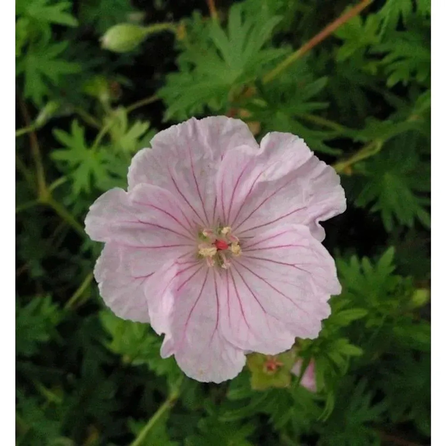 Storchenschnabel Pink Summer - Geranium sanguineum