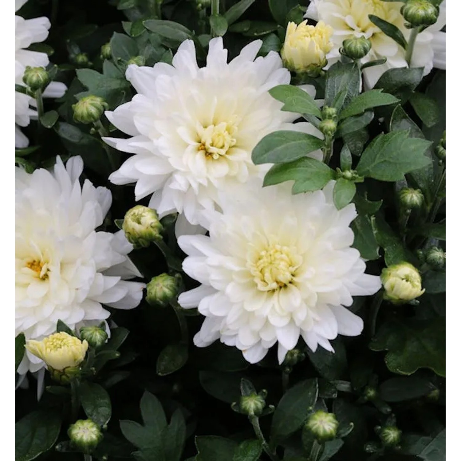 Winteraster Havelschwan - Chrysanthemum hortorum