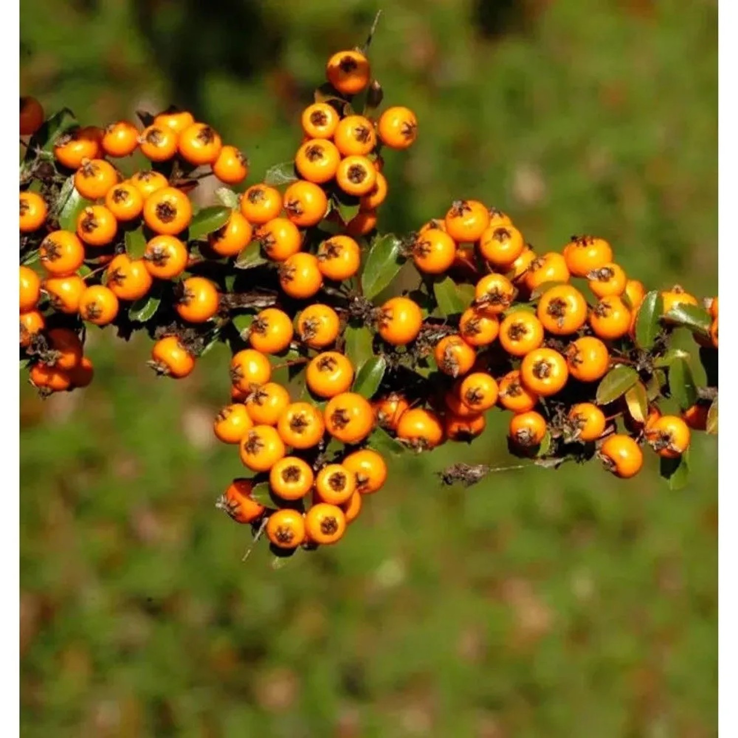 Feuerdorn Teton 30-40cm - Pyracantha