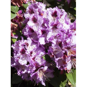 Nahaufnahme des lila blühenden OBI Rhododendron Pfauenauge mit dunklen Akzenten.