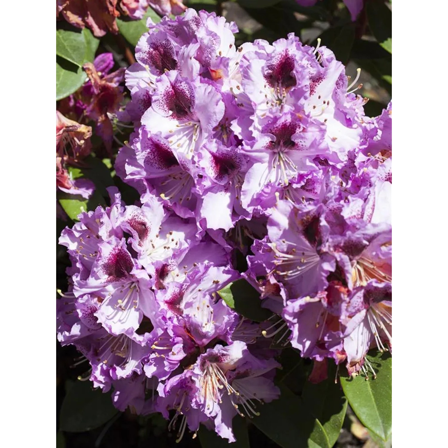 GROW by OBI Rhododendron "Pfauenauge" lila winterhart Solitrpflanze 20-30  cm 4 l kaufen bei OBI