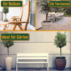 Olivenbaum 'Sunny-Tree' (10 J.) im Topf für Balkon, Terrasse und Garten.