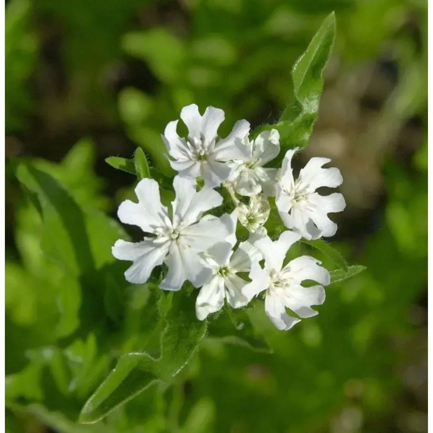 Lichtnelke Rauhreif - Lychnis chalcedonica