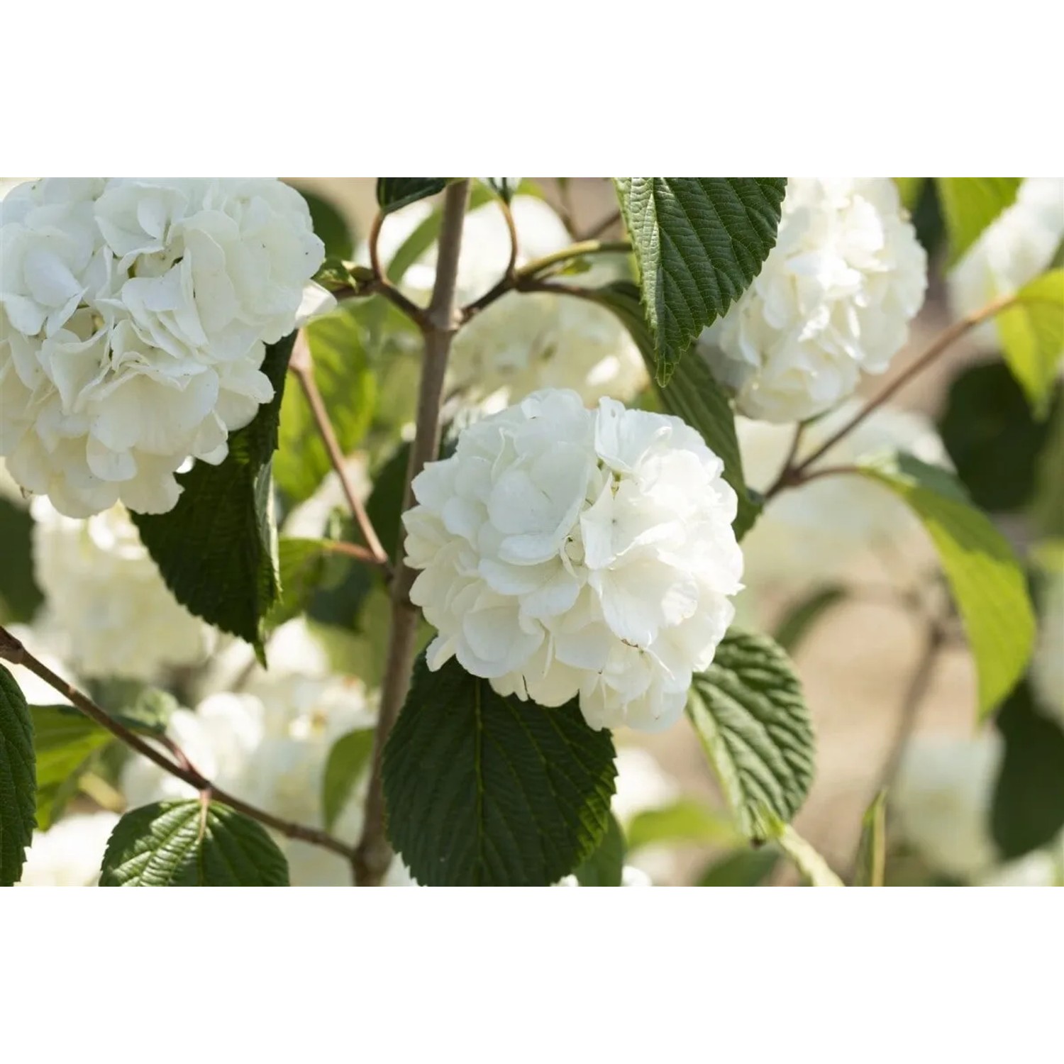 Japanischer Schneeball Viburnum Plicatum mit weißen Blüten und grünen Blättern.