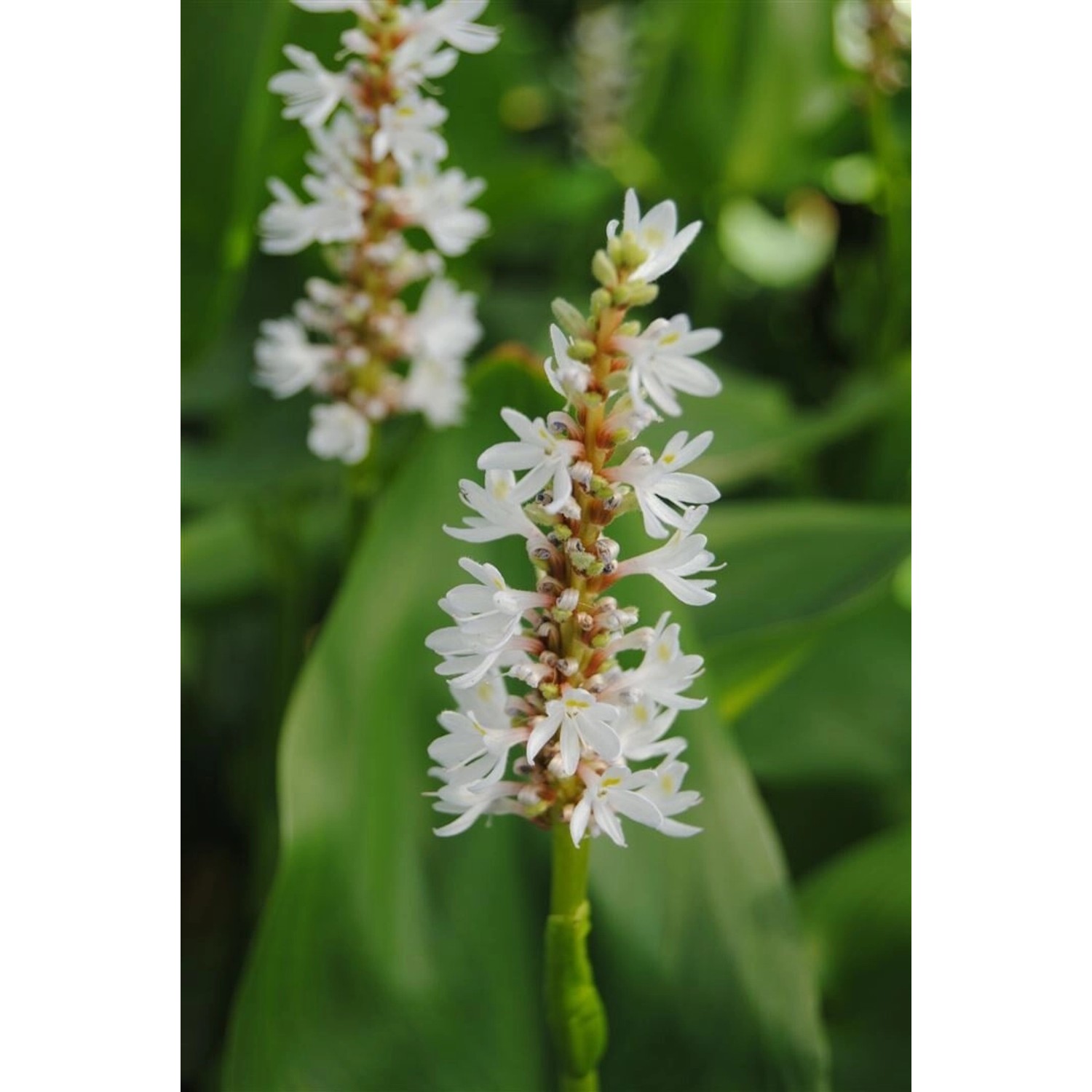 Pontederia Cordata Hechtkraut Alba Ca. 9x9 cm Topf günstig online kaufen