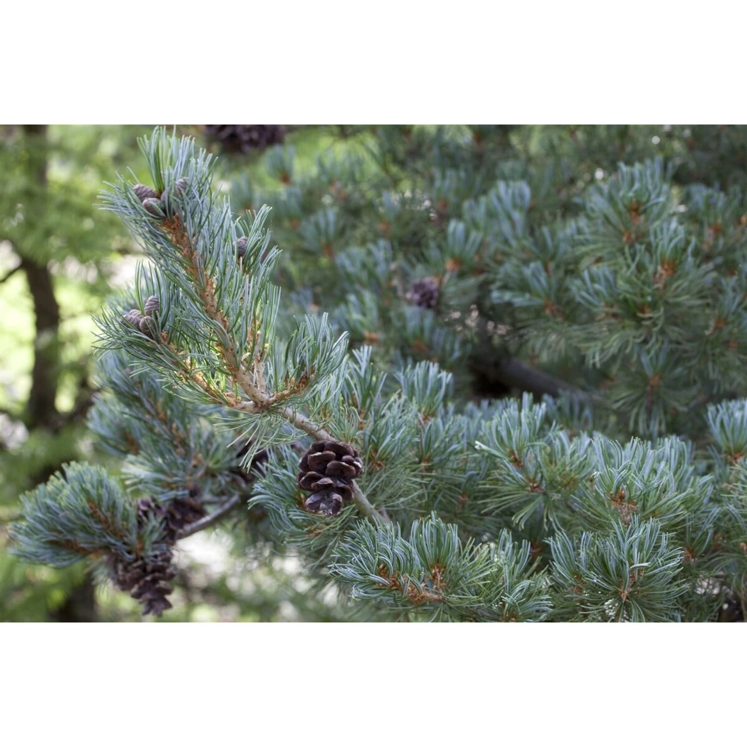 Pinus Parviflora Glauca Japanische Kiefer Blaugrün 50–60 cm günstig online kaufen